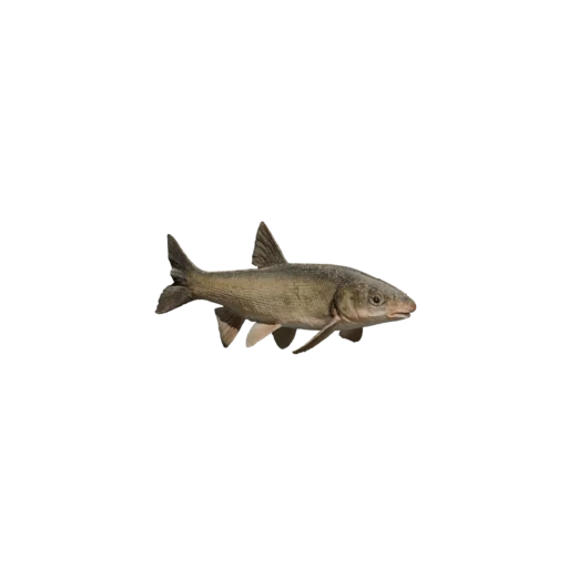 Красноперка