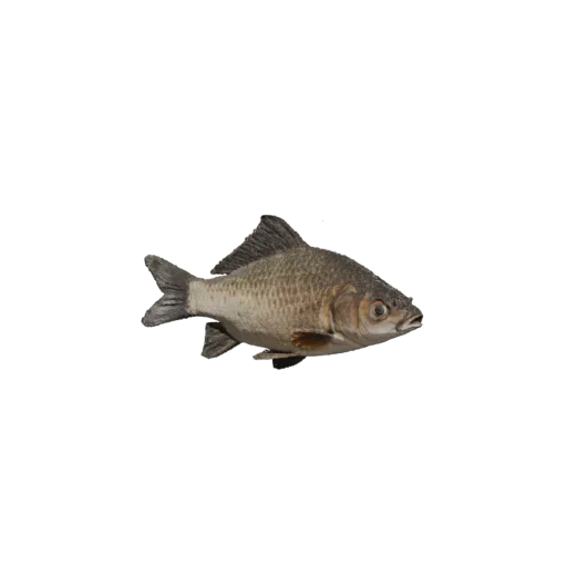 Золотой Карась