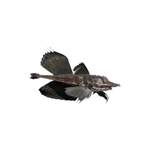 Лисичка-дракон