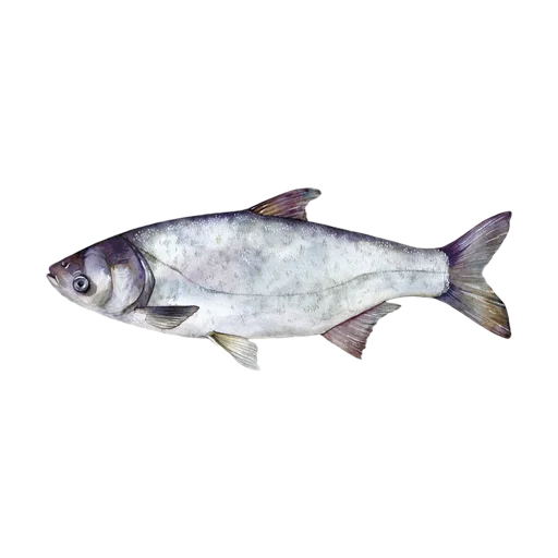 Толстолобик