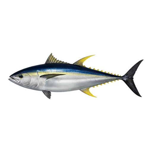 Тунец Жёлтый