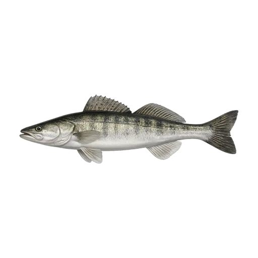 Морской Судак